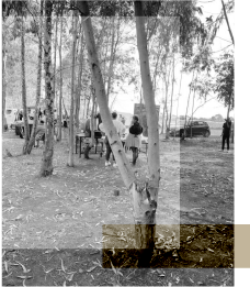 Ehlathini